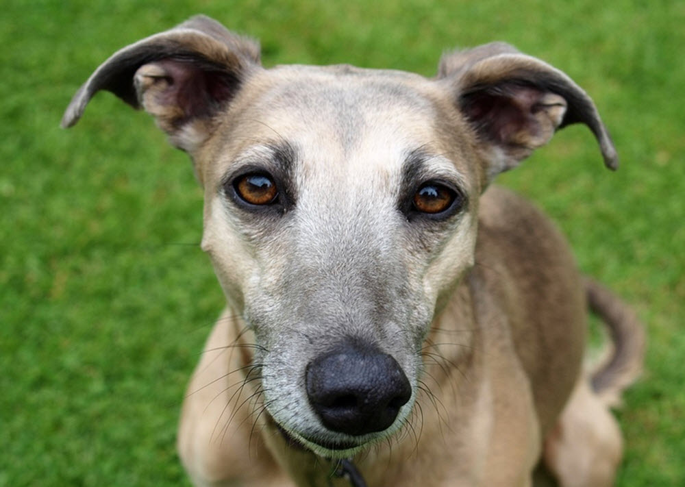 greyhound adoption